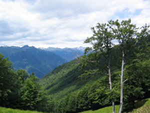 JazzAscona
